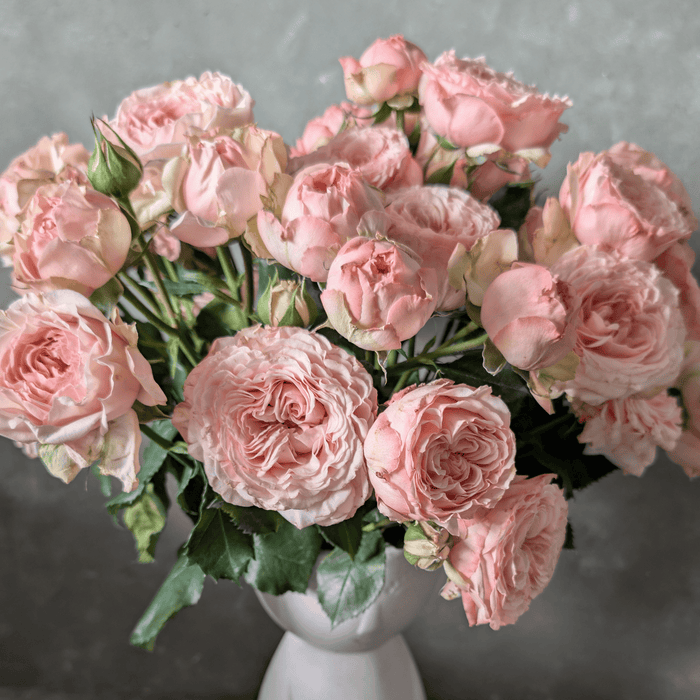 Celia Premium Spray Rose – Fresh Cut Stems