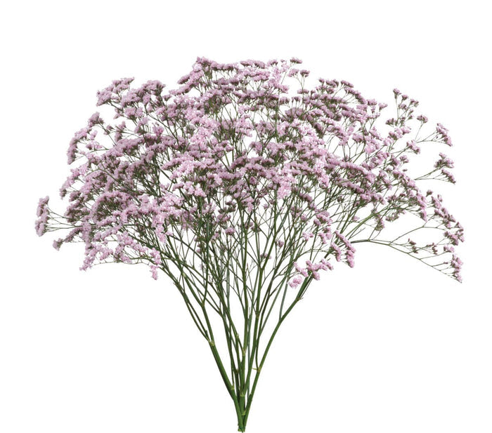 Limonium Oshi Pink 80 stems