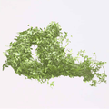 Pandora Vine Greenery Foliage Vine (Fresh Cut)